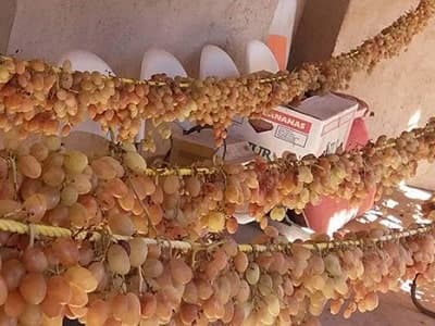 قیمت کشمش انگوری طلایی برای ۱۴۰۲