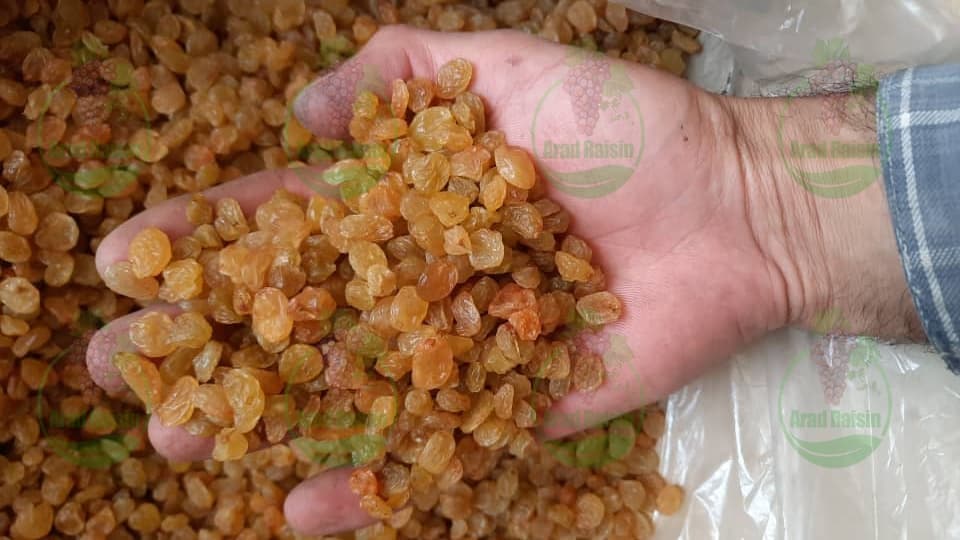 پیش بینی قیمت کشمش انگوری طلایی برای مهر ۱۴۰۲