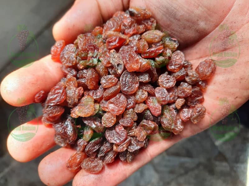 تولید انواع کشمش در تاکستان قزوین