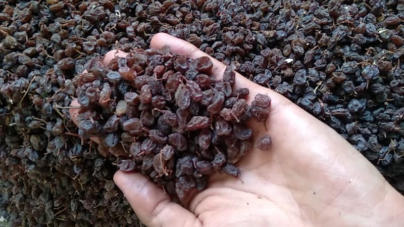 عرق کشمش تاکستان چگونه است؟
