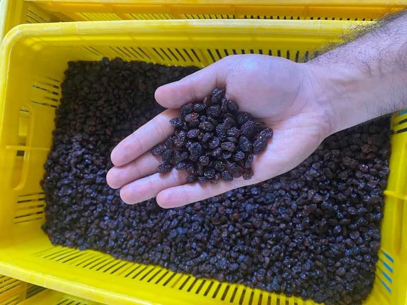 بهترین کشمش در ایران