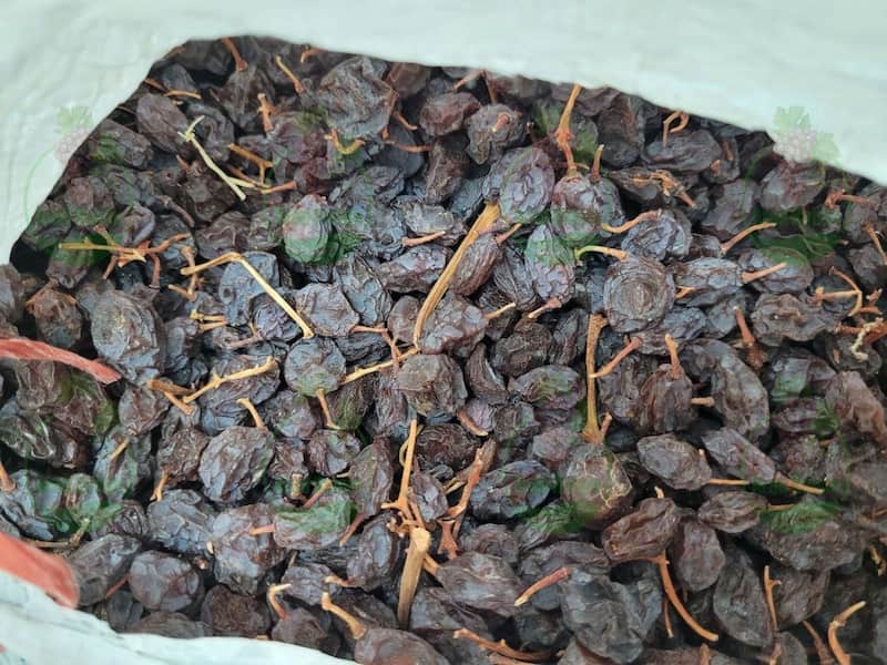 ارزان ترین مویز افغان را از کجا تهیه کنیم