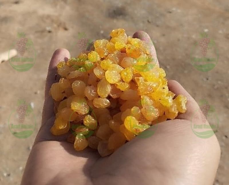 با کشمش پلویی بیشتر آشنا شوید