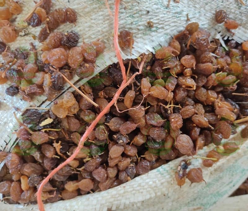 ارزان ترین کشمش آبگیری را از کجا خریداری کنیم؟