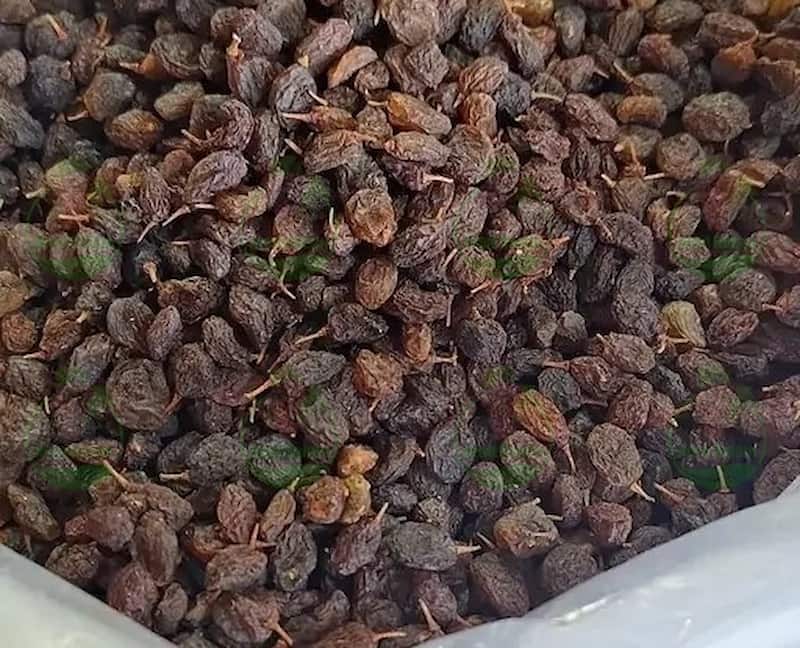 کشمش تاکستان را از کجا تهیه کنم؟