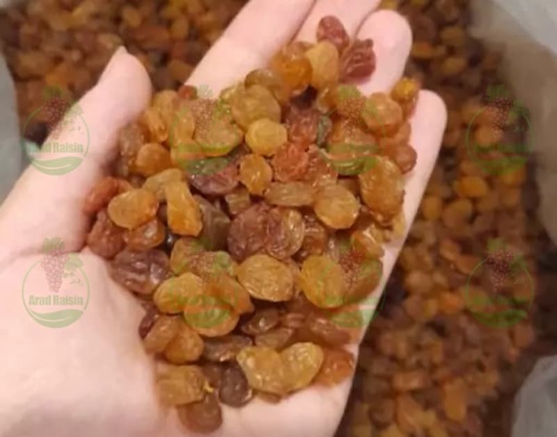 کشمش تاکستان را از کجا تهیه کنم؟